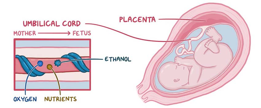 baby is exposed to alcohol before birth