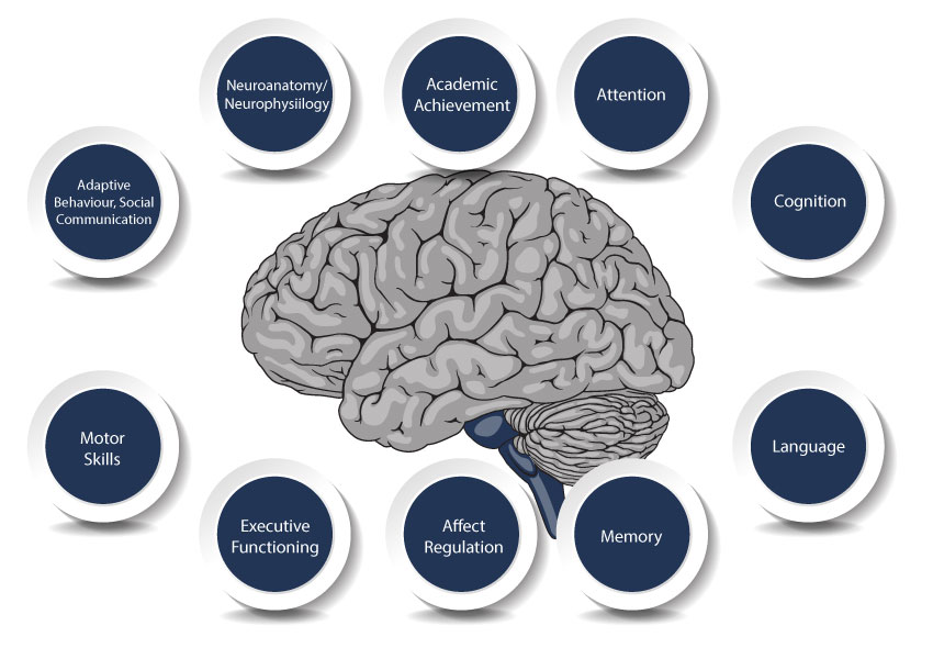 FAS effects Brain Development