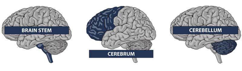 Sections of the Brain