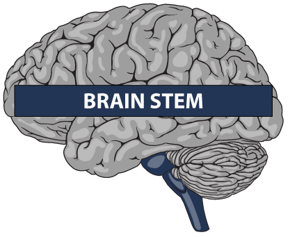 brainstem