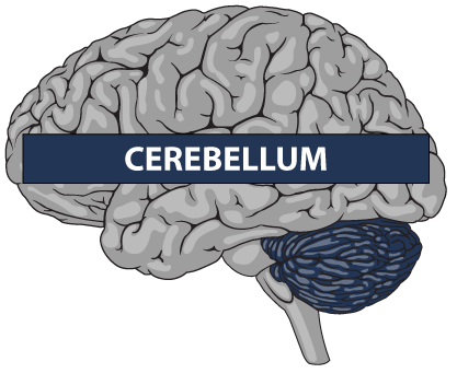 cerebellum