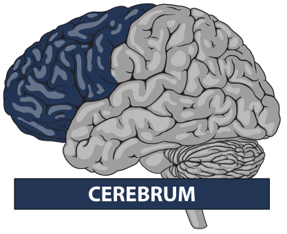 cerebrum