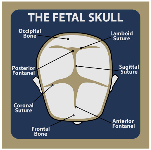 Fetal Skull Fontanelles