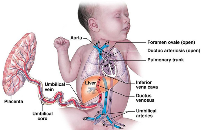 fetal blood flow