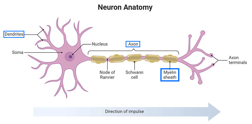 Nerve Illustration