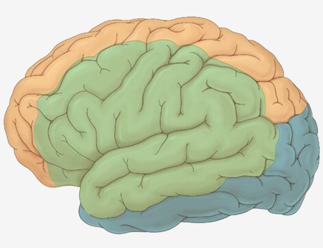 Parts of the Brain