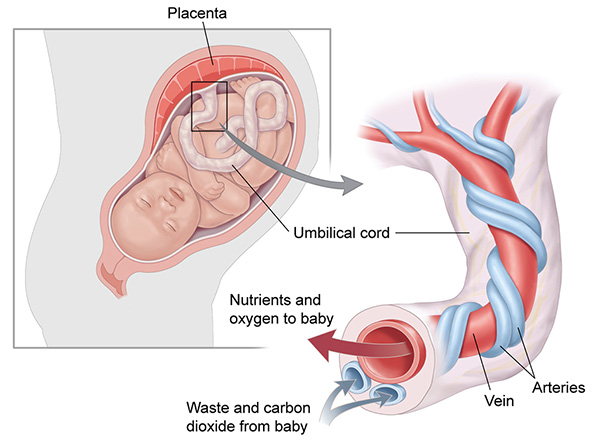 HIE blood flow