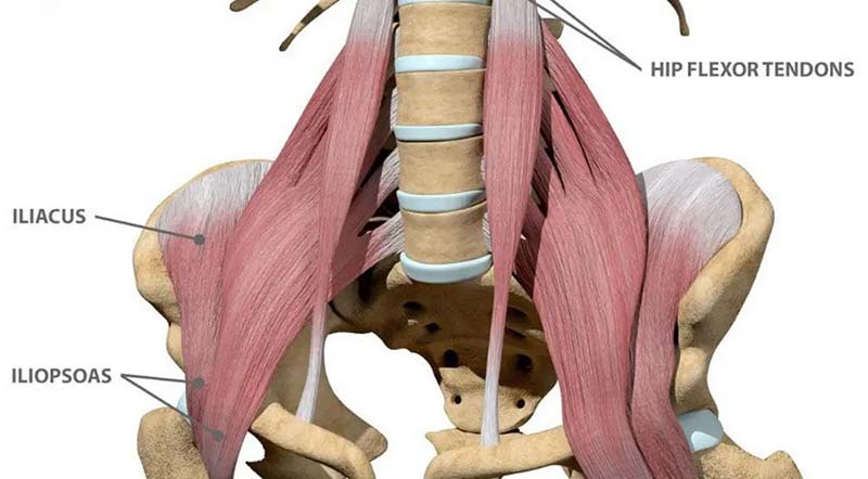 hip flexor tendon release