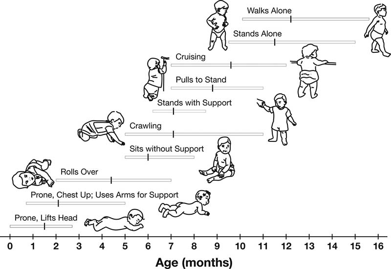 Developmental Motor Function Chart