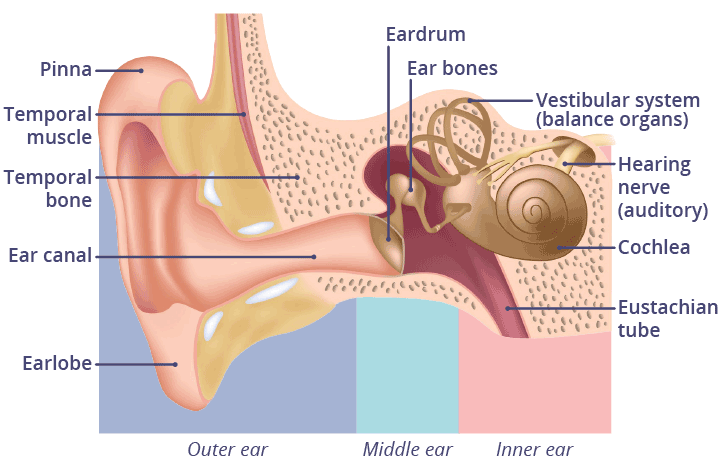 parts of the human ear